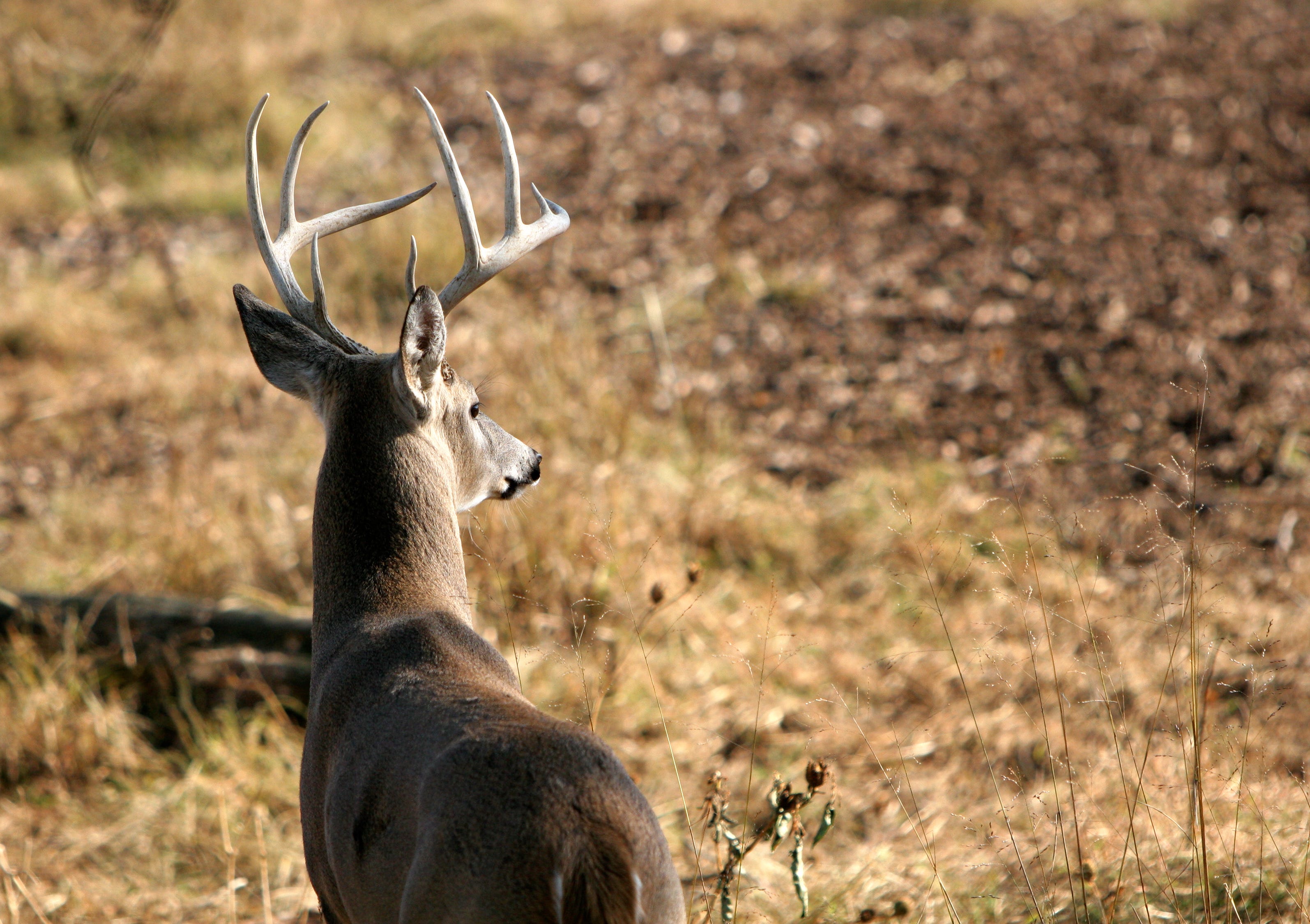 Cervid Deer Big Breasts Female